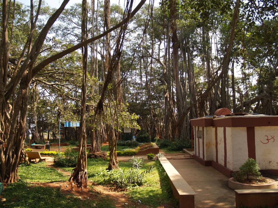 Dodda Alada Mara or Big Banyan Tree (1).jpg
